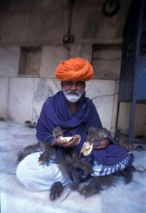 Rat Temple0031