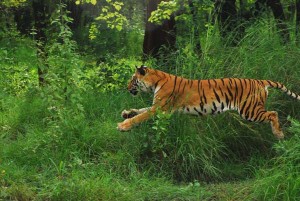 tiger on safari - ryan paul lobo