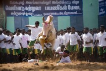 Bullfighting in India