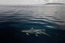 Spinner dolphins near Port blair